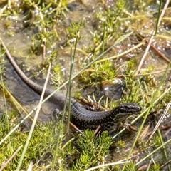 Eulamprus tympanum at Kambah, ACT - 24 Oct 2025 by SWishart