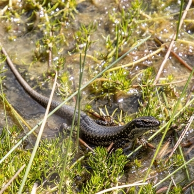 Eulamprus tympanum at Kambah, ACT - 24 Oct 2025 by SWishart