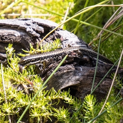 Eulamprus heatwolei (Yellow-bellied Water Skink) at Kambah, ACT - 24 Oct 2025 by SWishart