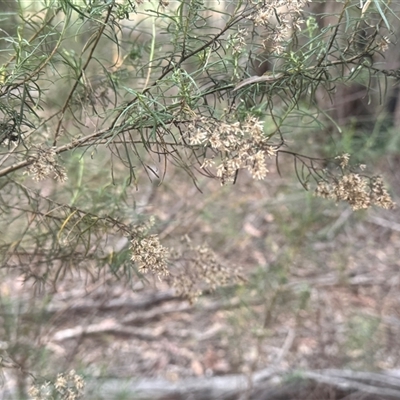 Cassinia quinquefaria (Rosemary Cassinia) at Lyneham, ACT - 25 Oct 2025 by KateLynehamNR
