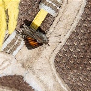 Paralucia aurifera (Bright Copper) at Kambah, ACT - 24 Oct 2025 by SWishart