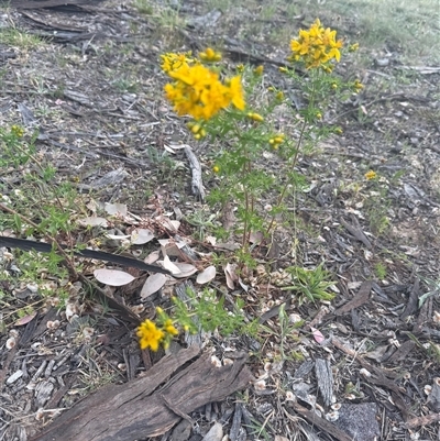 Hypericum perforatum (St John's Wort) at Lyneham, ACT - 25 Oct 2025 by KateLynehamNR