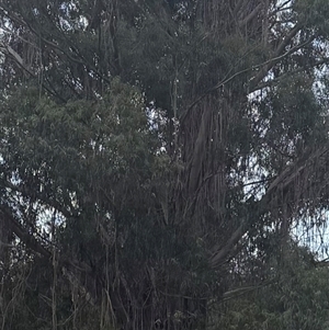 Eucalyptus (genus) (A Gum Tree) at Lyneham, ACT - 25 Oct 2025 by KateLynehamNR