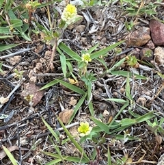 Trifolium campestre (Hop Clover) at Lyneham, ACT - 25 Oct 2025 by KateLynehamNR