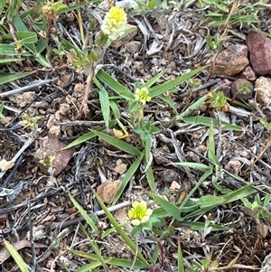 Trifolium campestre (Hop Clover) at Lyneham, ACT - 25 Oct 2025 by KateLynehamNR