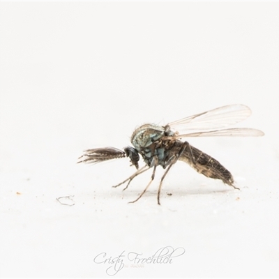 Unverified True fly (Diptera) at  - suppressed by Cristy1676