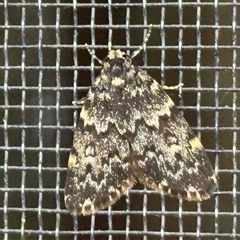 Halone coryphoea (Eastern Halone moth) at Aranda, ACT - 26 Oct 2025 by KMcCue