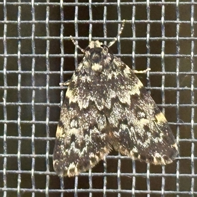 Halone coryphoea (Eastern Halone moth) at Aranda, ACT - 26 Oct 2025 by KMcCue