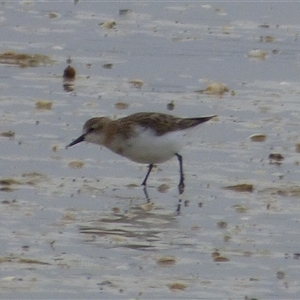 Calidris ruficollis at Clifton Beach, TAS - 26 Oct 2025 by VanessaC
