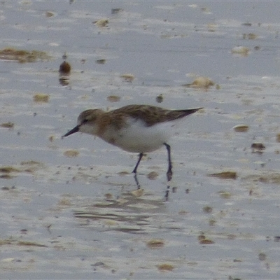 Calidris ruficollis at Clifton Beach, TAS - 26 Oct 2025 by VanessaC