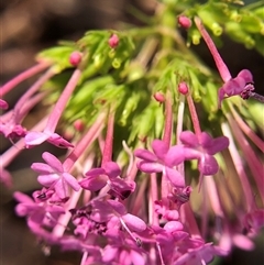 Centranthus ruber (Red Valerian, Kiss-me-quick, Jupiter's Beard) at Crowther, NSW - 25 Oct 2025 by Frecko