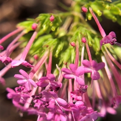 Centranthus ruber (Red Valerian, Kiss-me-quick, Jupiter's Beard) at Crowther, NSW - 25 Oct 2025 by Frecko
