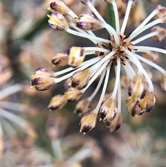 Lomandra multiflora (Many-flowered Matrush) at Crowther, NSW - 25 Oct 2025 by Frecko