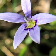 Isotoma fluviatilis subsp. australis (Swamp Isotome) at Crowther, NSW - 25 Oct 2025 by Frecko