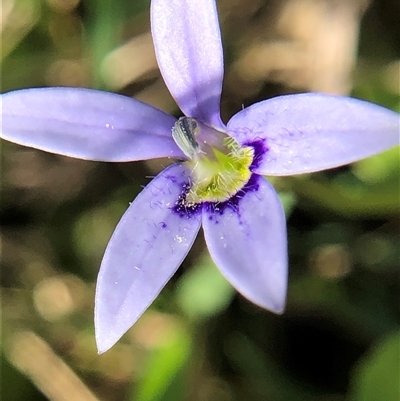 Isotoma fluviatilis subsp. australis (Swamp Isotome) at Crowther, NSW - 25 Oct 2025 by Frecko