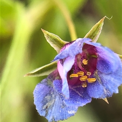 Lysimachia loeflingii (Blue Pimpernel) at Crowther, NSW - 25 Oct 2025 by Frecko