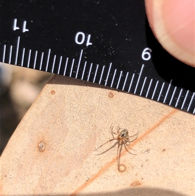 Unverified Spider at Crowther, NSW - 25 Oct 2025 by Frecko