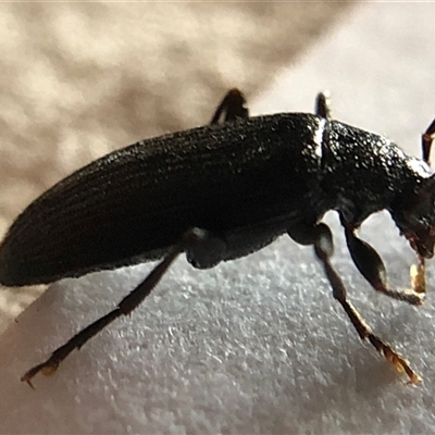 Homotrysis lugubris (Darkling beetle) at Crowther, NSW - 25 Oct 2025 by Frecko