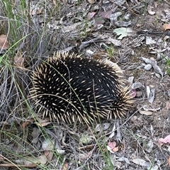 Tachyglossus aculeatus (Short-beaked Echidna) at Cook, ACT - 25 Oct 2025 by CathB