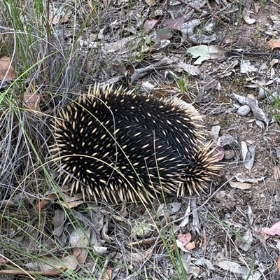 Tachyglossus aculeatus (Short-beaked Echidna) at Cook, ACT - 25 Oct 2025 by CathB