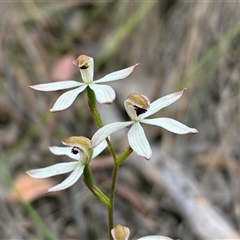 Caladenia cucullata (Lemon Caps) at Cook, ACT - 25 Oct 2025 by CathB