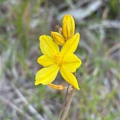 Bulbine bulbosa (Golden Lily, Bulbine Lily) at Cook, ACT - 26 Oct 2025 by CathB