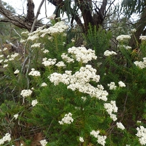 Unverified Other Shrub at Clifton Beach, TAS - 26 Oct 2025 by VanessaC