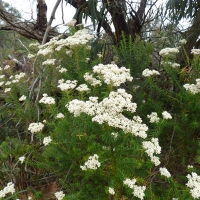 Unverified Other Shrub at Clifton Beach, TAS - 26 Oct 2025 by VanessaC