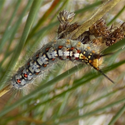 Acyphas chionitis (White Tussock Moth) at Clifton Beach, TAS - 26 Oct 2025 by VanessaC