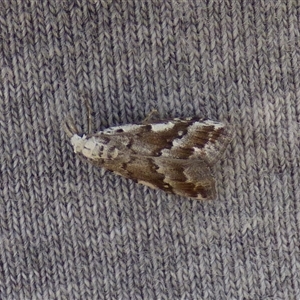 Nola albalis at Clifton Beach, TAS - 26 Oct 2025 04:11 PM