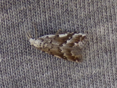 Nola albalis (White-lined Tuft Moth) at Clifton Beach, TAS - 26 Oct 2025 by VanessaC