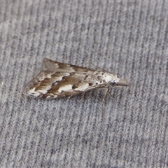 Nola albalis at Clifton Beach, TAS - 26 Oct 2025 04:11 PM