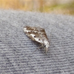 Nola albalis at Clifton Beach, TAS - 26 Oct 2025 04:11 PM