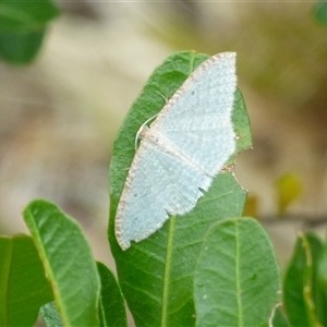 Poecilasthena pulchraria (Australian Cranberry Moth) at Clifton Beach, TAS - 26 Oct 2025 by VanessaC
