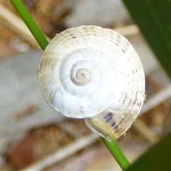 Theba pisana (White Italian Snail) at Clifton Beach, TAS - 26 Oct 2025 by VanessaC