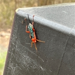 Lissopimpla excelsa (Orchid dupe wasp, Dusky-winged Ichneumonid) at Bruce, ACT - 19 Oct 2025 by pennygosling