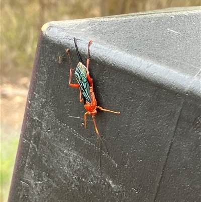 Lissopimpla excelsa (Orchid dupe wasp, Dusky-winged Ichneumonid) at Bruce, ACT - 19 Oct 2025 by pennygosling
