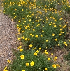 Eschscholzia californica (California Poppy) at Gordon, ACT - 23 Oct 2025 by MichaelBedingfield