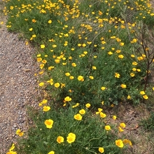 Eschscholzia californica at Gordon, ACT - 23 Oct 2025 01:47 PM