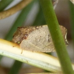 Drepanacra binocula (Notched brown lacewing) at Clifton Beach, TAS - 26 Oct 2025 by VanessaC
