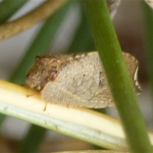 Drepanacra binocula (Notched brown lacewing) at Clifton Beach, TAS - 26 Oct 2025 by VanessaC
