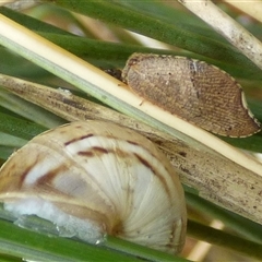 Drepanacra binocula at Clifton Beach, TAS - 26 Oct 2025 01:57 PM