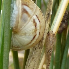 Drepanacra binocula at Clifton Beach, TAS - 26 Oct 2025 01:57 PM