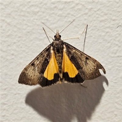 Uresiphita ornithopteralis (Tree Lucerne Moth) at Braidwood, NSW - 26 Oct 2025 by MatthewFrawley