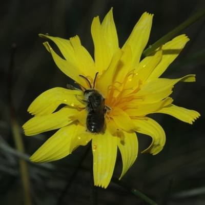 Lasioglossum (Chilalictus) sp. (genus & subgenus) (Halictid bee) at Captains Flat, NSW - 26 Oct 2025 by Csteele4