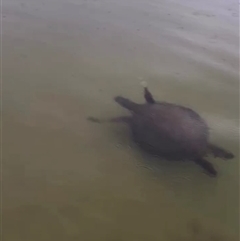 Chelonioidea (superfamily) (Sea Turtles) at Mossy Point, NSW - 26 Oct 2025 by pennygosling