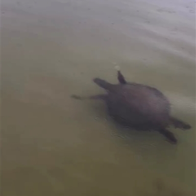 Chelonioidea (superfamily) (Sea Turtles) at Mossy Point, NSW - 26 Oct 2025 by pennygosling