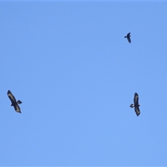 Aquila audax (Wedge-tailed Eagle) at Yarralumla, ACT - 16 Oct 2025 by TimL