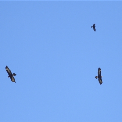 Aquila audax (Wedge-tailed Eagle) at Yarralumla, ACT - 16 Oct 2025 by TimL