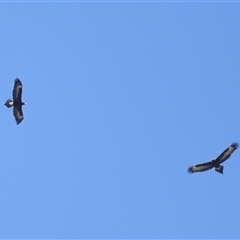 Aquila audax (Wedge-tailed Eagle) at Yarralumla, ACT - 16 Oct 2025 by TimL